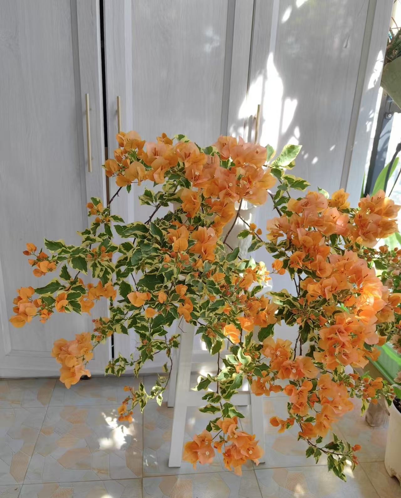 三角洲小苗袋苗三角梅花叶金边四季开花勤花品种好养活庭院爬藤