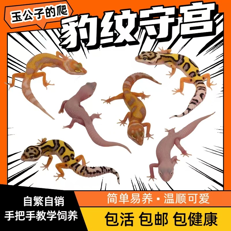 豹纹守宫网红萌宠新手入门好饲养宠物懒人新奇可爱宠物