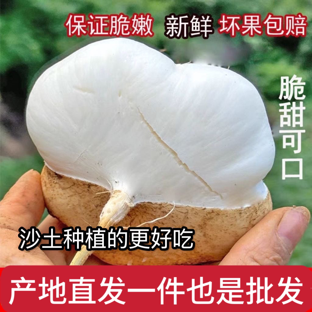 【新鲜现发】贵州农家沙土地罗卜凉薯白地瓜地梨沙葛2/5/9斤