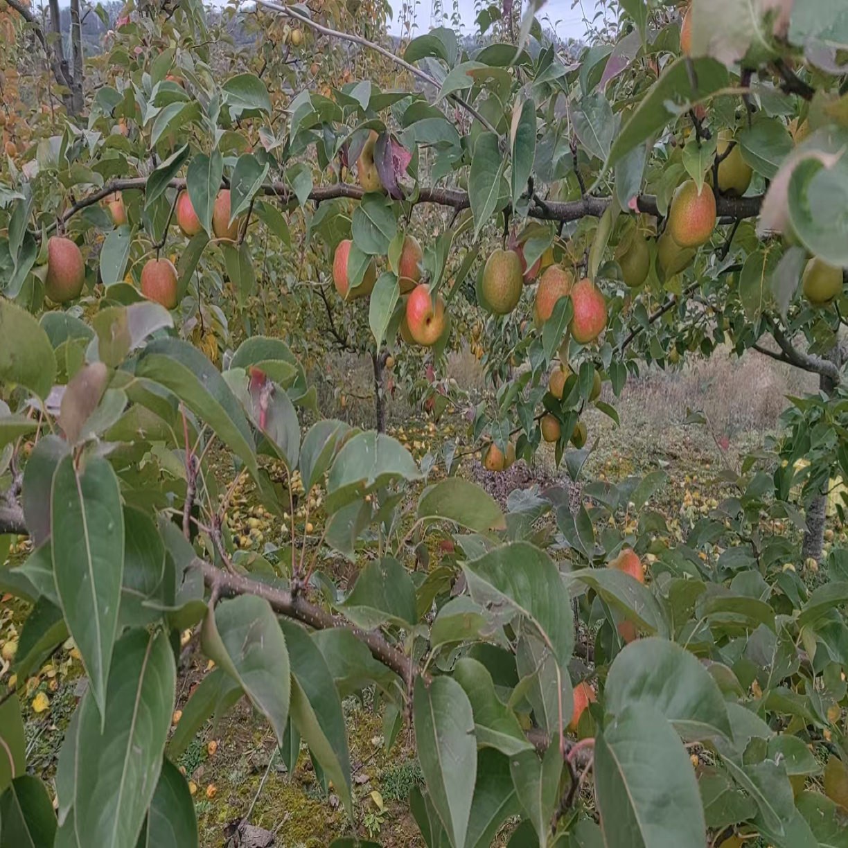 稀有红贵妃八盘梨果园现摘当季新鲜水果脆甜多汁