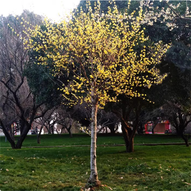 高杆腊梅花树苗丛生庭院别墅耐寒冬季开花卉植物原生浓香素心腊梅