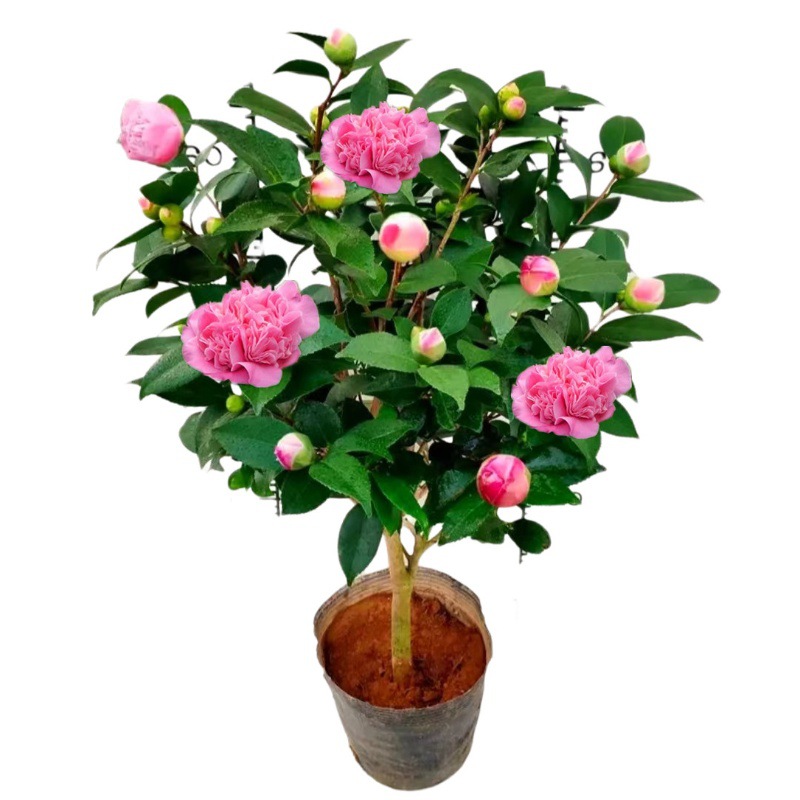 茶花盆栽香妃茶花苞浓香型花苞四季常绿阳台庭院