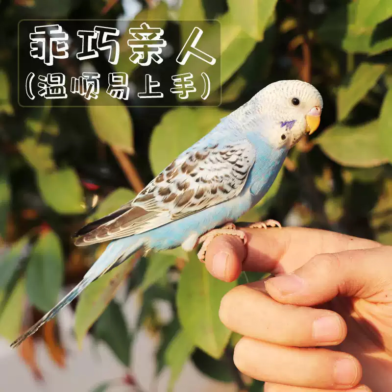 会学说话的手养虎皮鹦鹉活体小型宠物鸟家庭陪伴好选择鹦鹉活宠