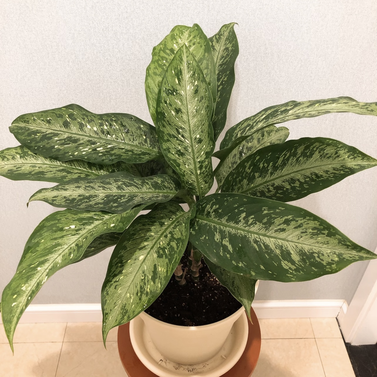 多枝万年青盆栽耐热好养室内易养护客厅C位必备绿植