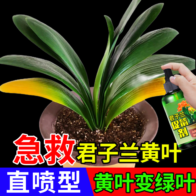 君子兰发黄烂叶烂根专用营养液防叶子促开花生根液免稀释养花肥料