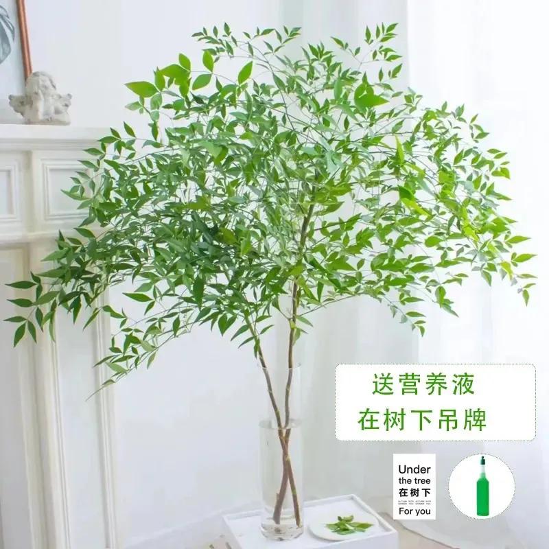 南天竹水培室内四季老桩懒人水培植物客厅绿植家庭书房卧室茶几