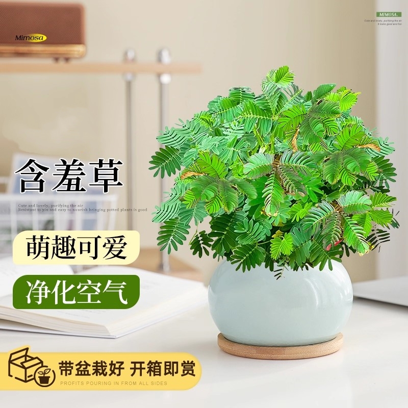 含羞草盆栽室内办公桌面上儿童种植趣味小绿植害羞草四季好养花卉