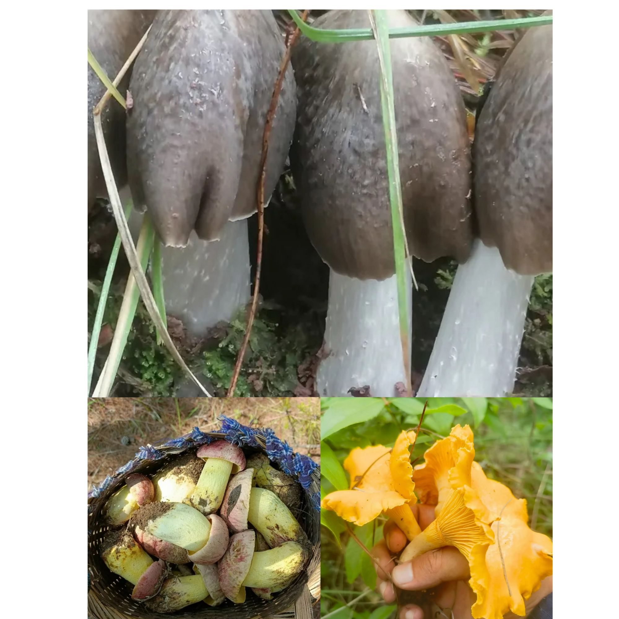 云南楚雄南华野生菌（鲜货速冻品）顺丰冷链包邮