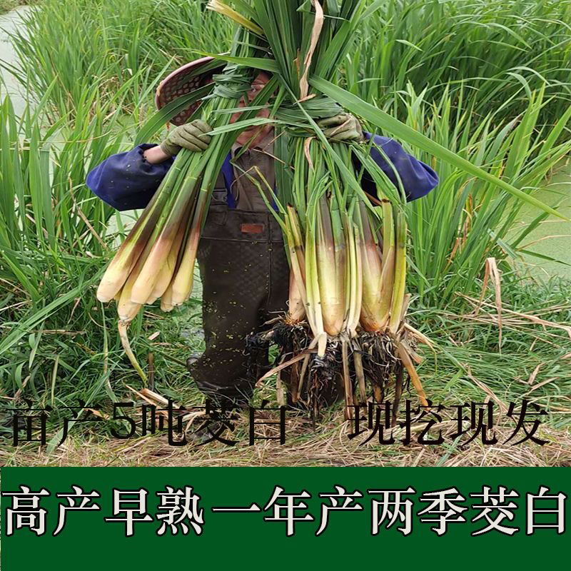 早熟改良型茭白苗高产四季茭瓜苗当季水笋高笋双季老蹲苗新鲜秧苗