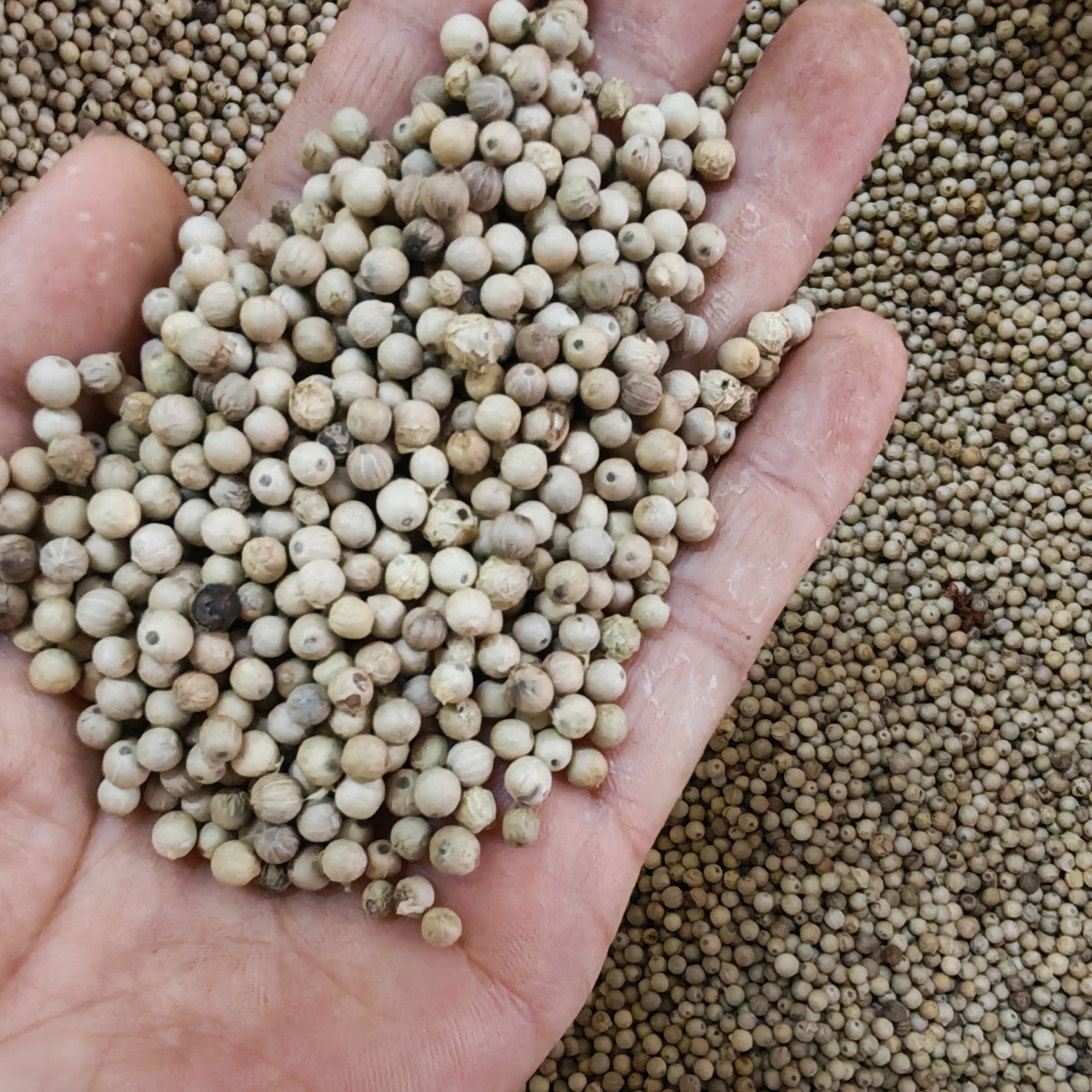 海南无硫手选胡椒