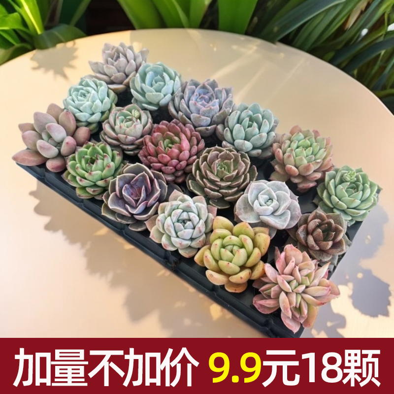【花伴水】18颗多肉植物组合盆栽装搭配系列可爱盆栽绿植