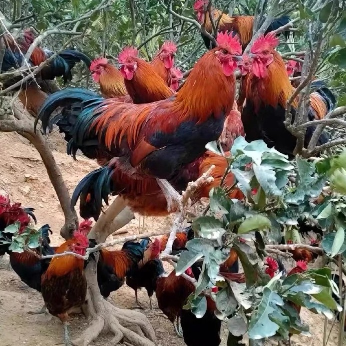 【只发新疆】天然散养200天大公鸡2只  4.5--4.7公斤