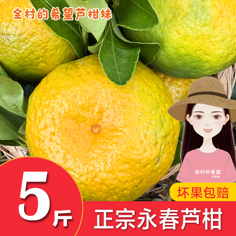 天马山果园 正宗福建永春芦柑产地直发新鲜现摘橘子柑桔包邮