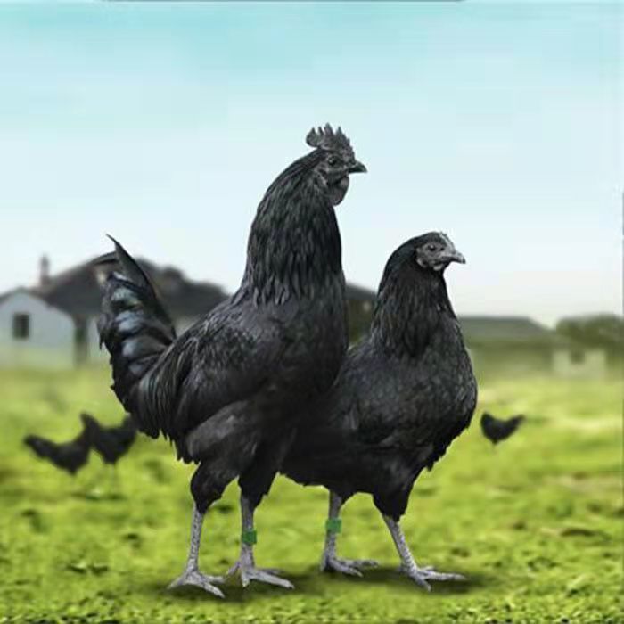 五黑鸡宠物鸡12只（包邮）