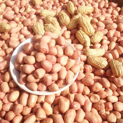 新上市现脱壳大白沙新货颗粒饱满农家自然晒干优质花生米一手货源