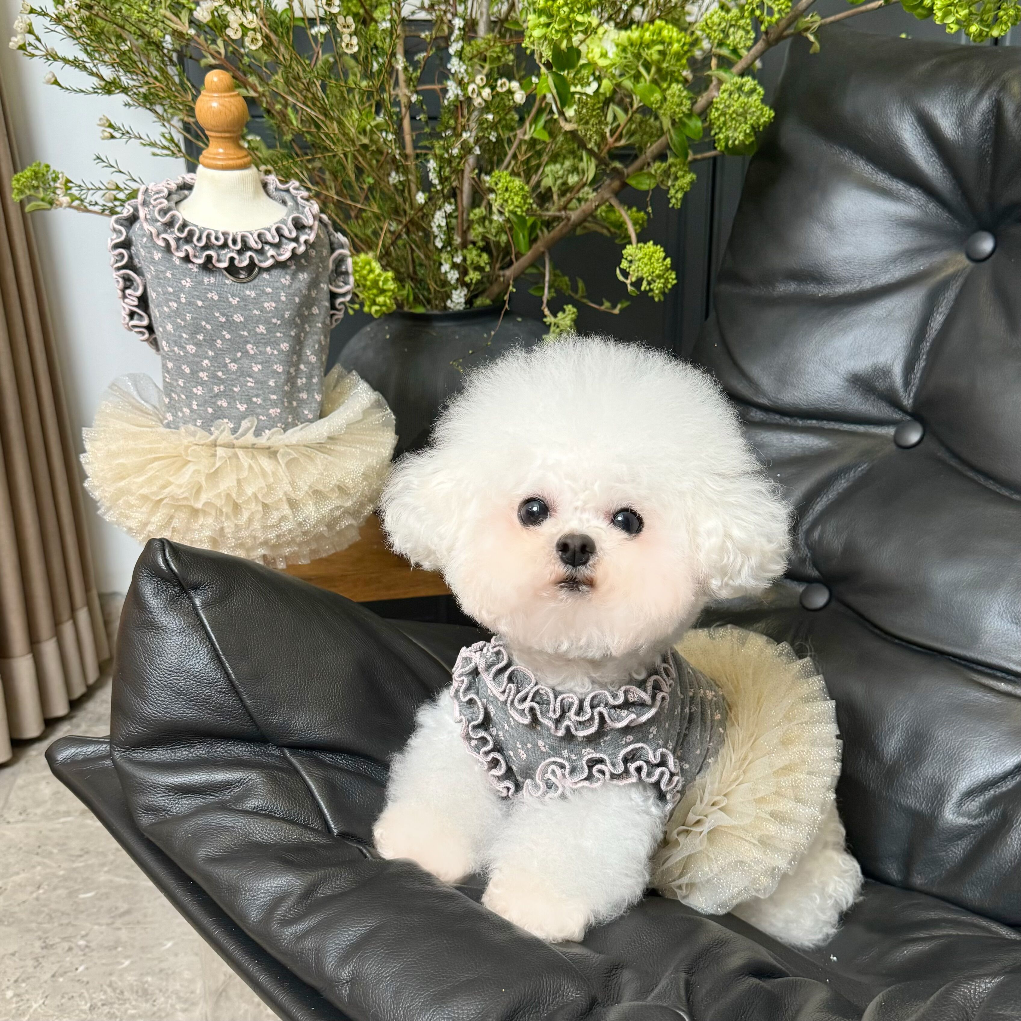 五只小白熊原创宠物衣服碎花背心蓬蓬裙狗狗猫咪薄款芭蕾舞公主裙