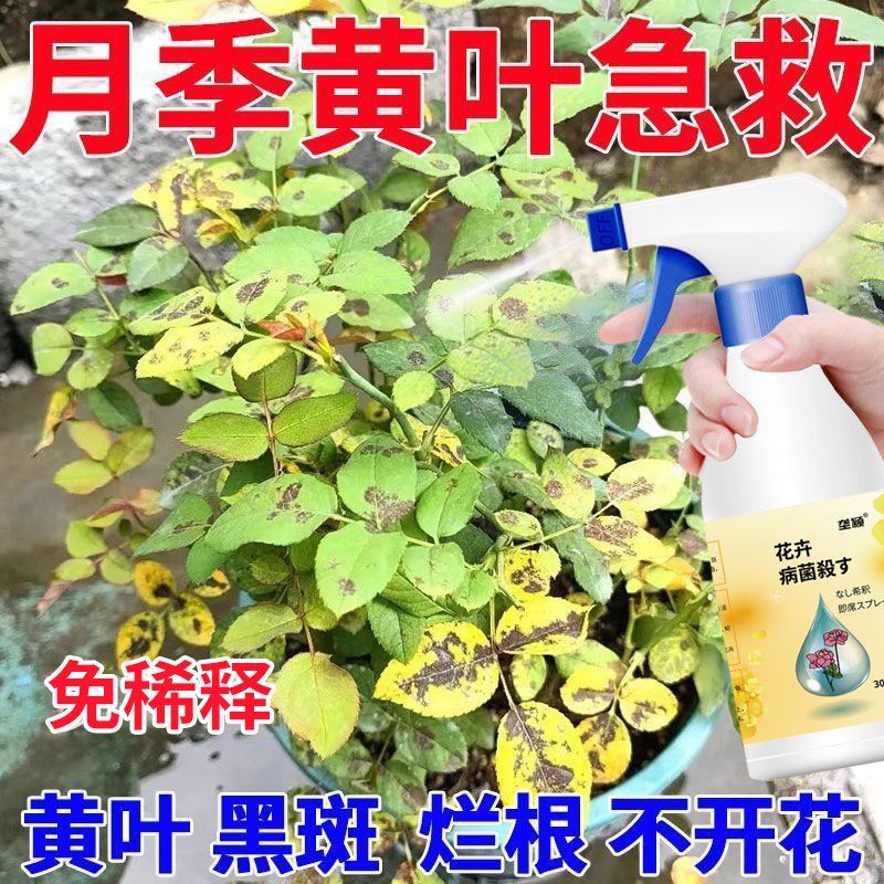 【急救】月季玫瑰专用营养液防黄叶不开花催花爆花发新芽免稀释肥料