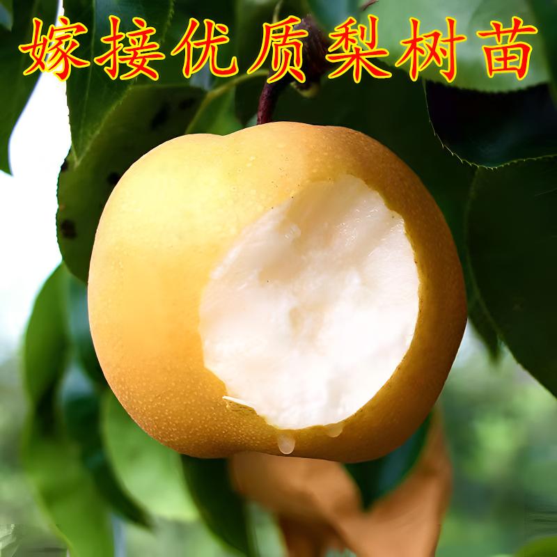 嫁接秋月梨树苗 晚熟果树苗梨苗 庭院盆栽地栽南北方种植当年结果