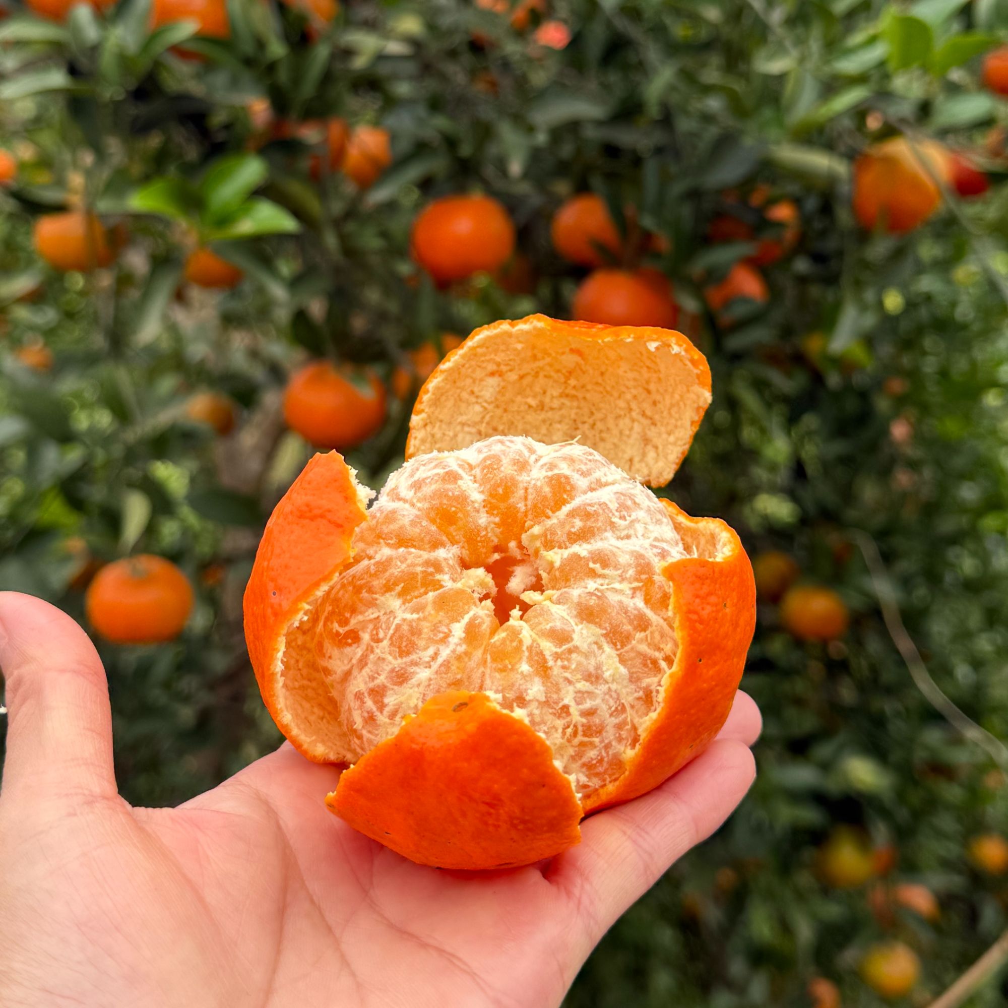 四川南充老树 薄皮柑  川红橘 正宗大红袍 古树红桔 川陈皮原料