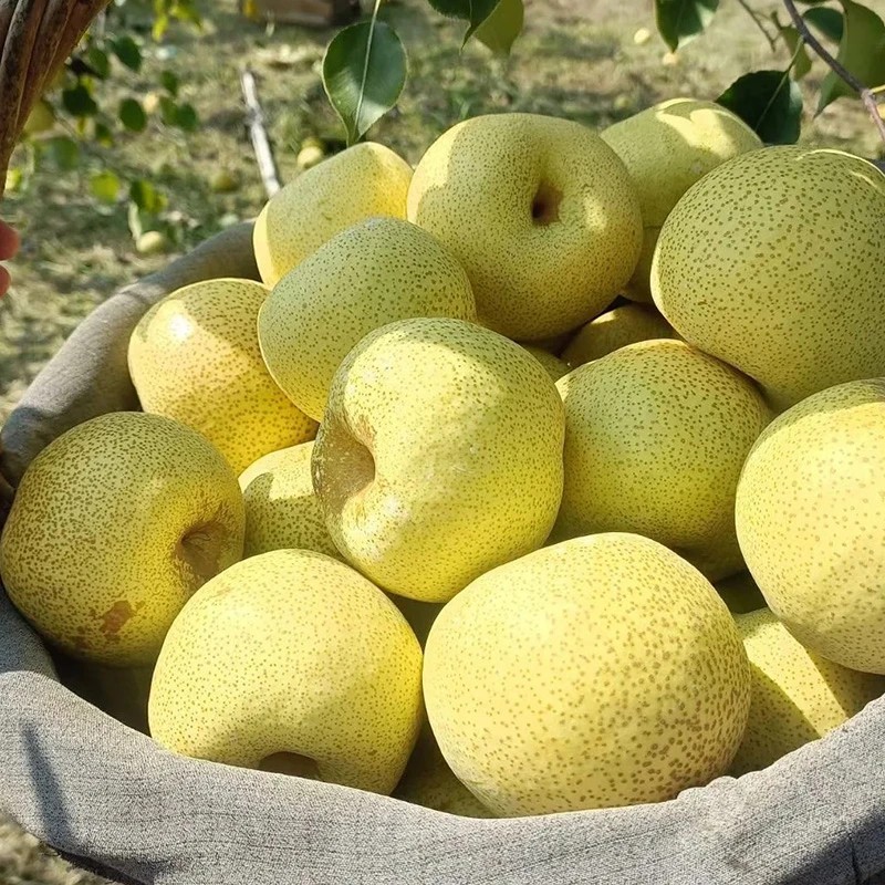 正宗砀山酥梨百年老树果现摘现发 脆甜多汁坏果包赔新鲜果园采摘