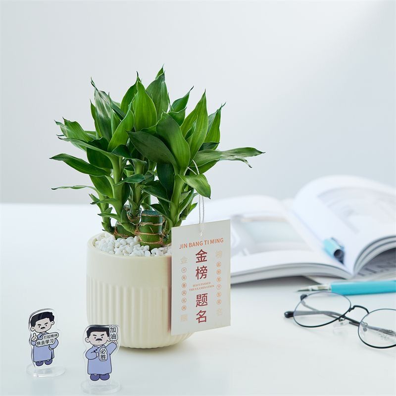 文昌竹4支金榜题名粗杆带根办公室内好养桌面绿植中高考励志礼物