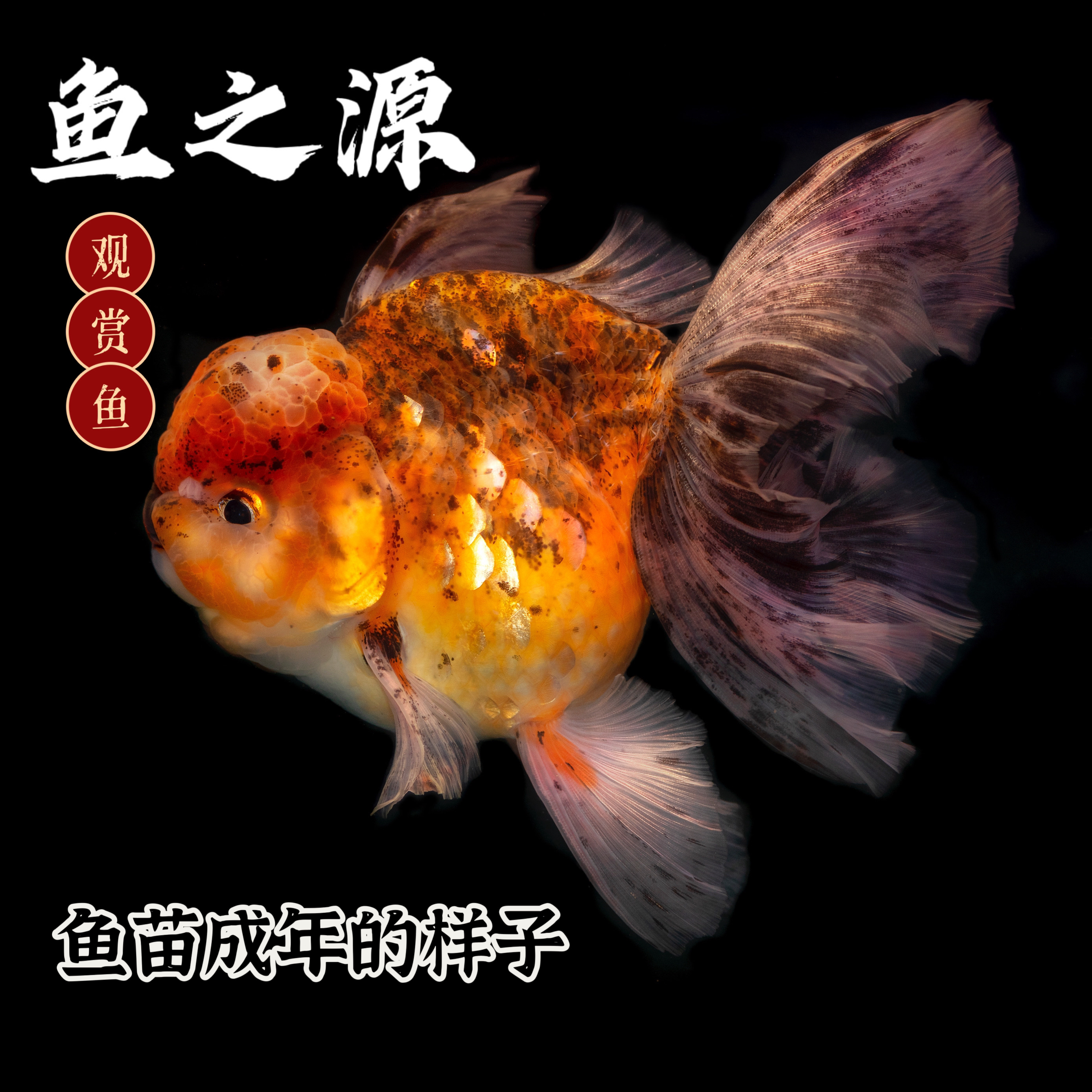 冷水鱼金鱼观赏鱼好养耐活随机发货