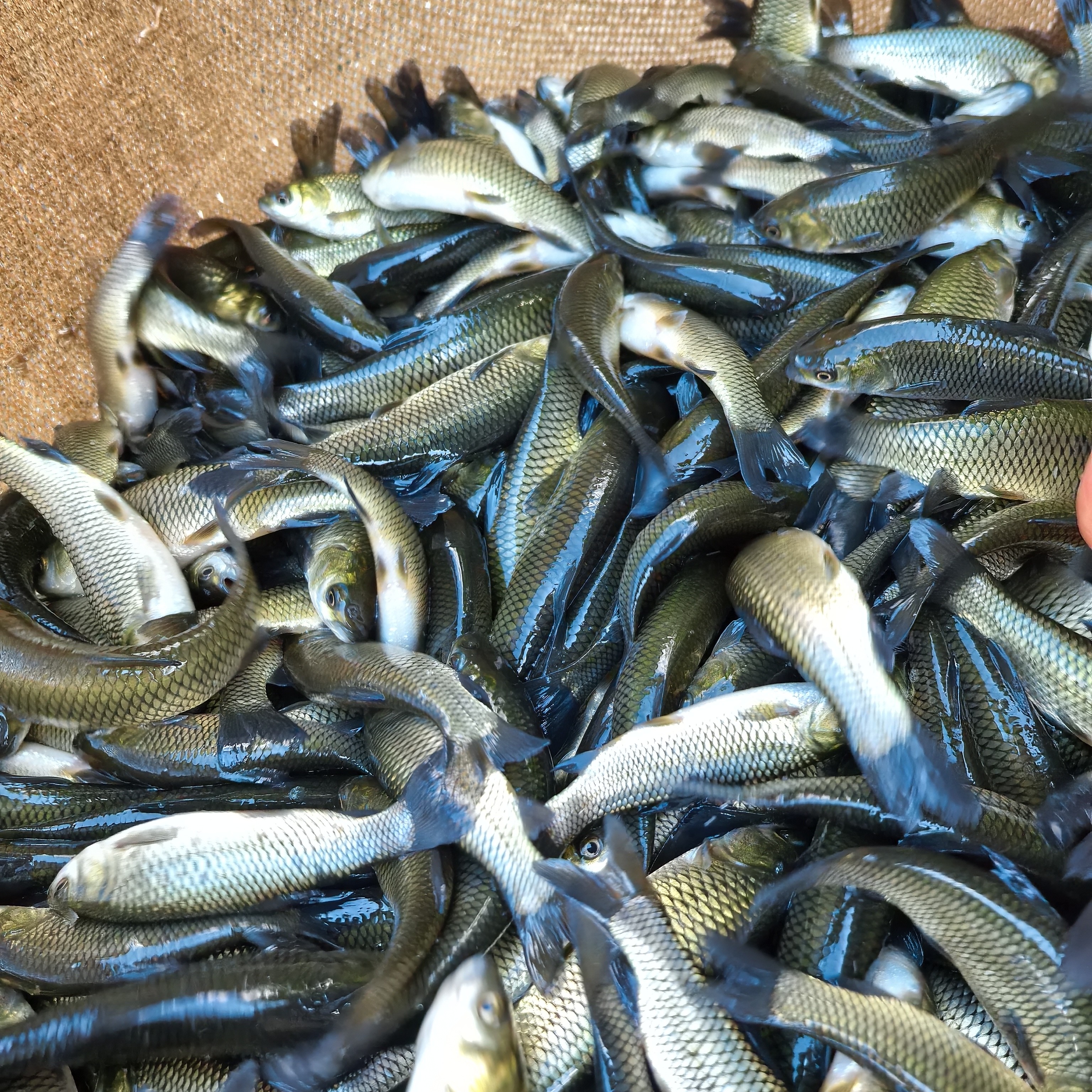 重庆草鲩  淡水活体鱼