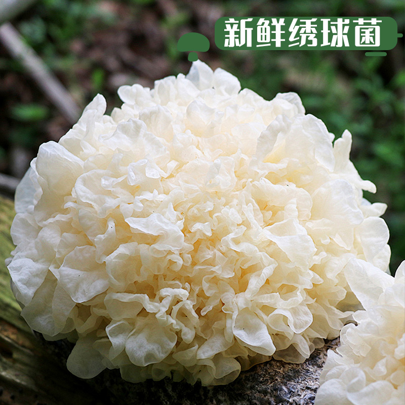 云南高原新鲜绣球菌1斤煲汤食材营养食用菌非野生山珍菌菇非银耳