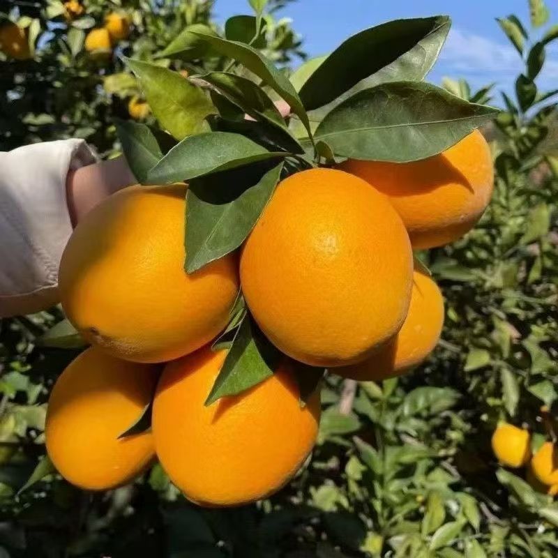 t正宗江西赣州赣南脐橙新鲜甜橙子5-10斤当季水果
