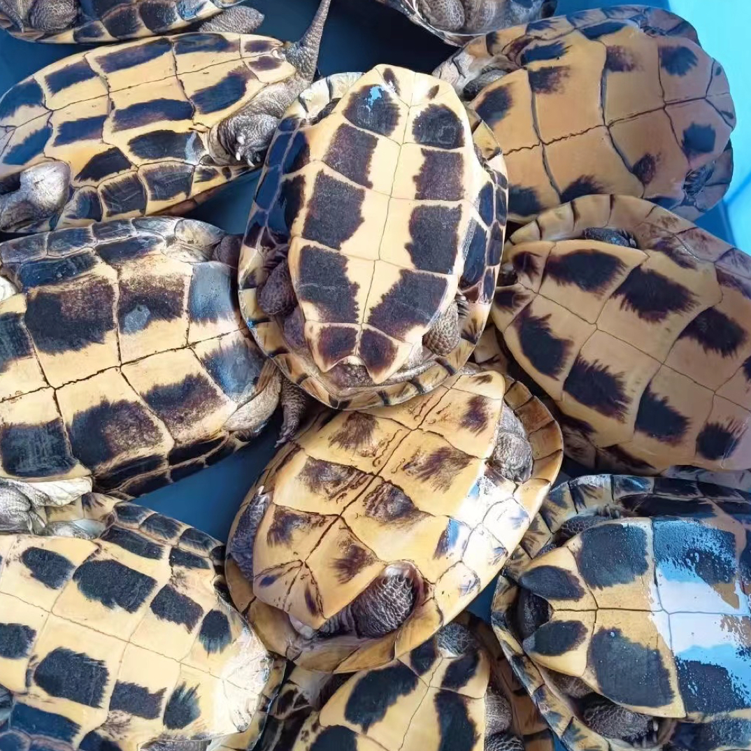 石金钱龟瑕疵品煲汤龟有伤大小都有便宜经济适合边养殖边煲汤