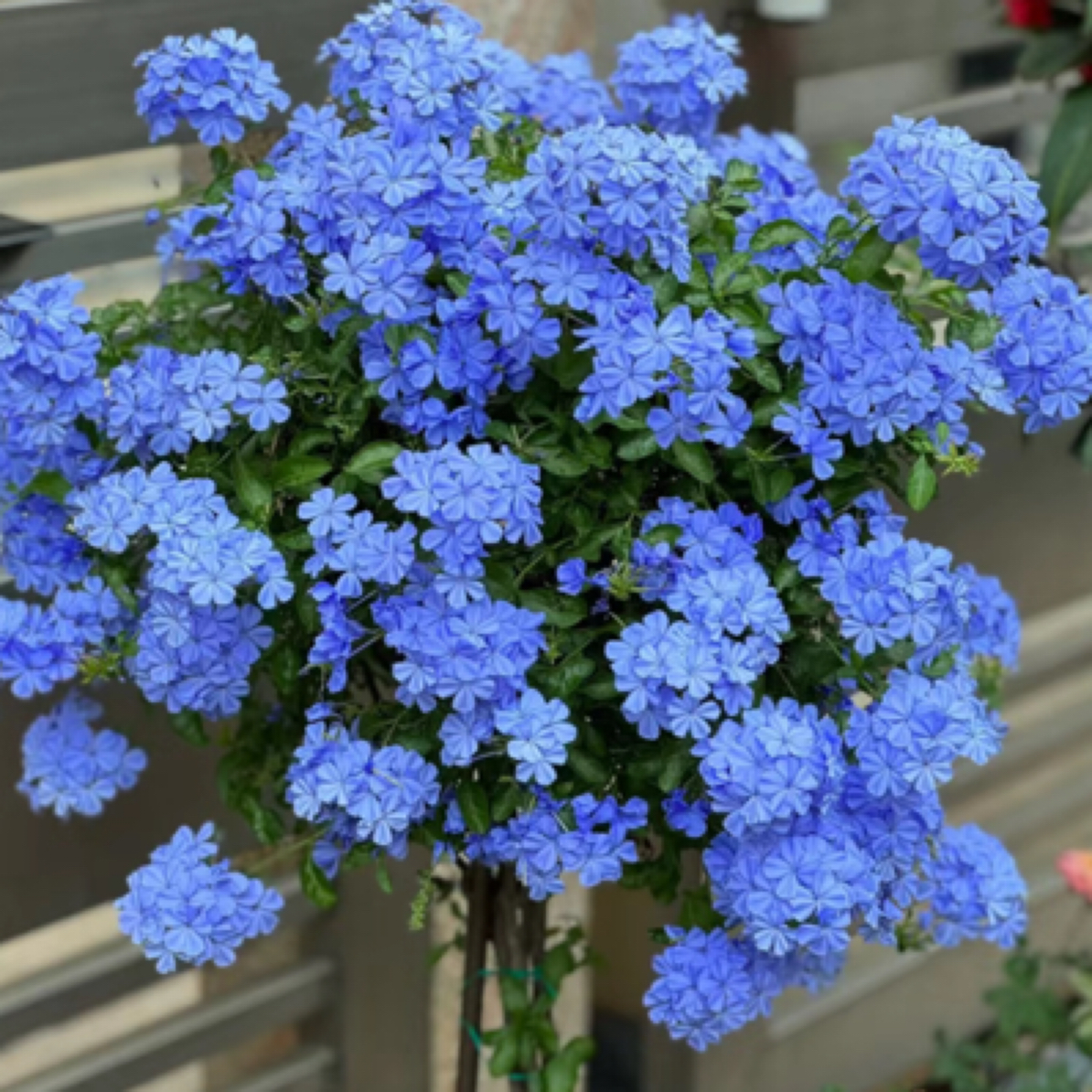 爆花机器蓝雪花/阳台花园盆栽/耐热好养植物/爆花机器/皮实好养