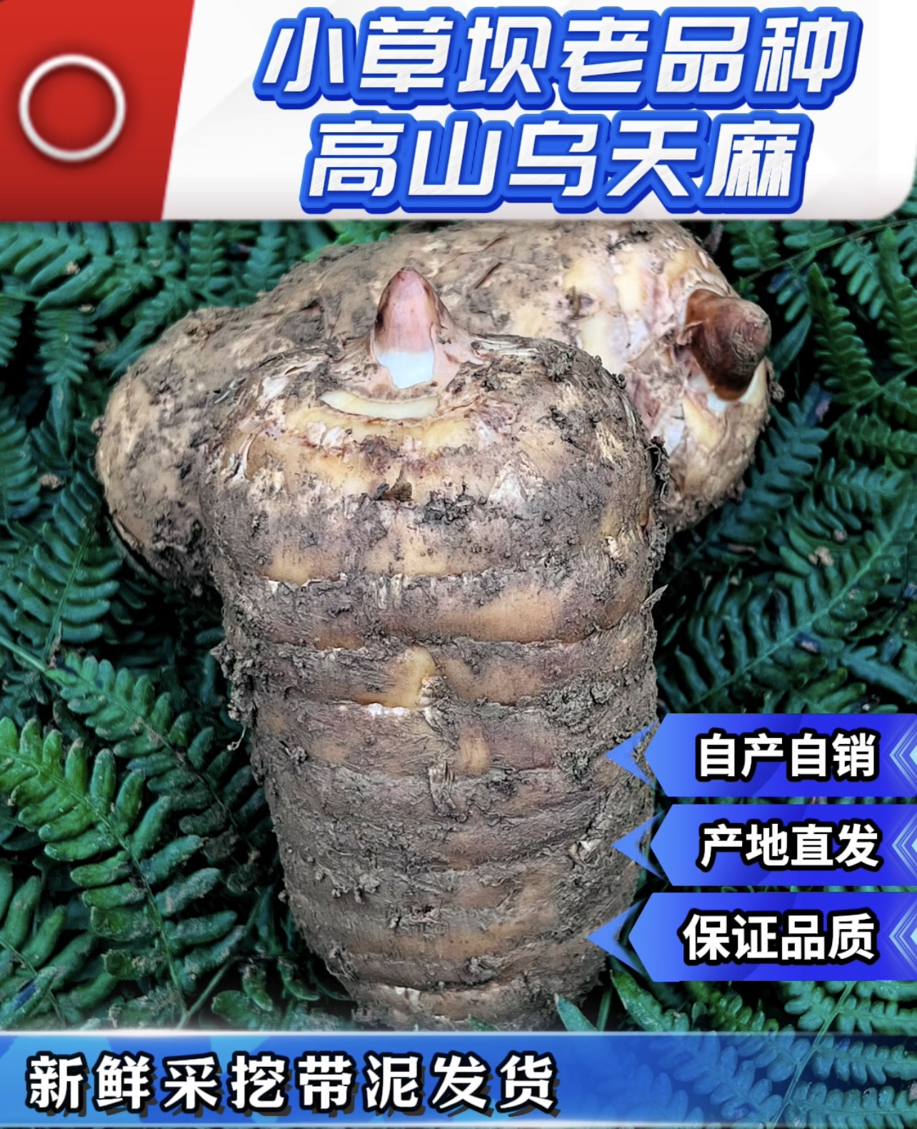 （麻农人家）正宗小草坝高山乌天麻