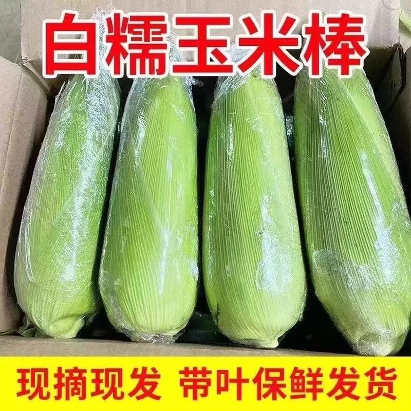【现摘现发】新鲜白糯玉米带皮发货9斤香甜粘糯带壳发货农家糯玉米A