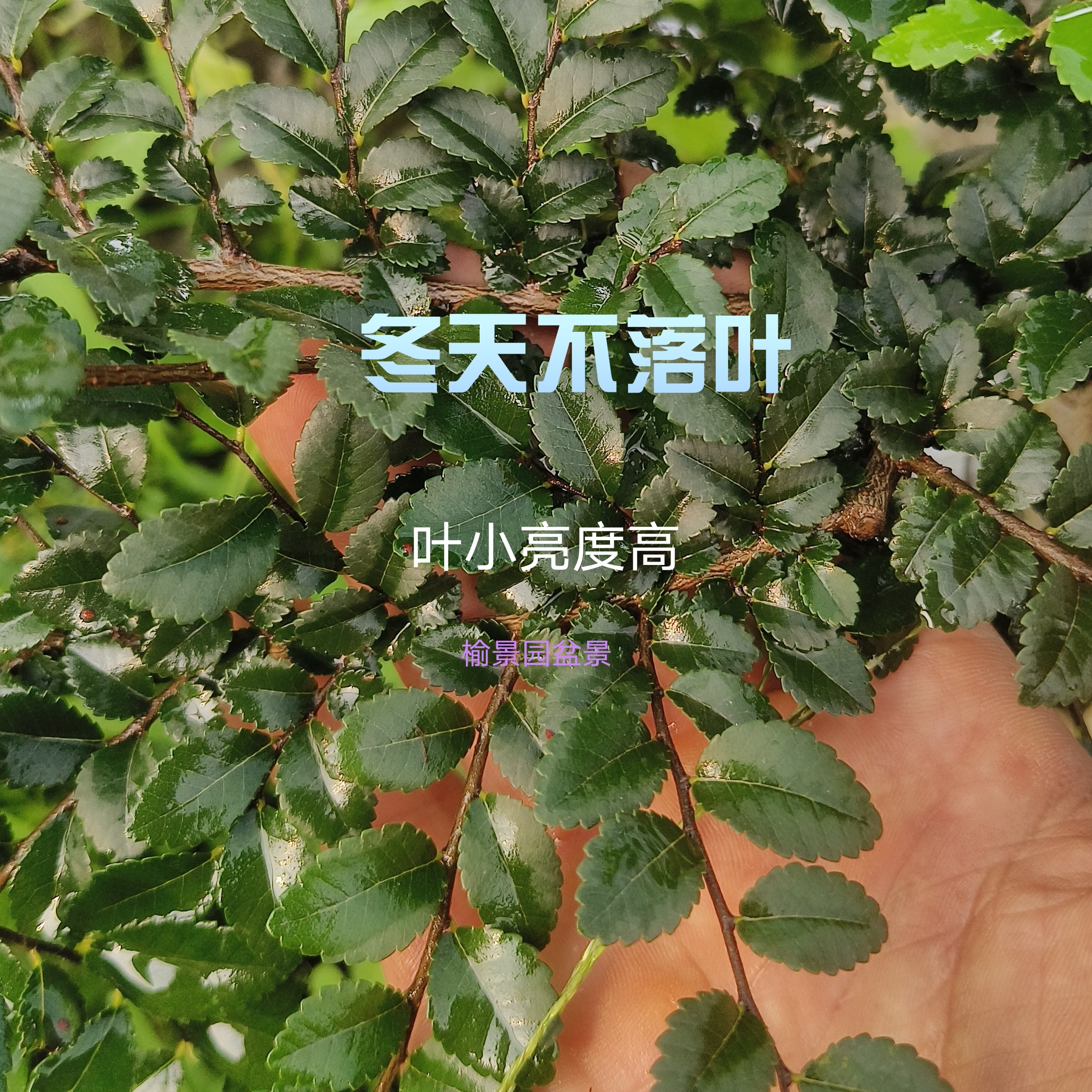 霞浦灵芝榆特小叶品种苗，叶小厚实包边效果好光泽度高