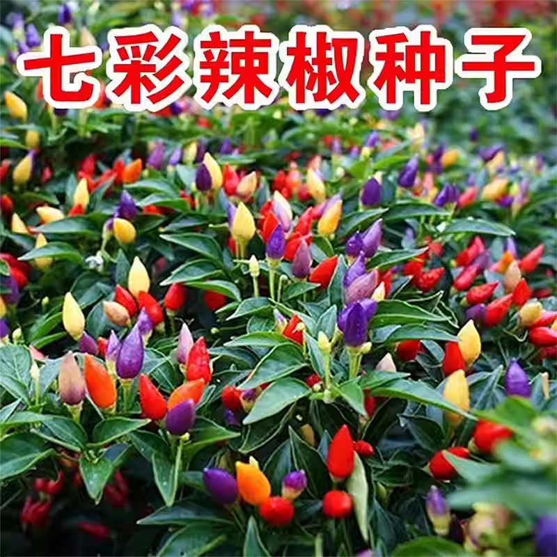 五彩观赏椒种子盆栽观赏辣椒七彩辣椒种子盆栽观赏菜种子彩椒种籽