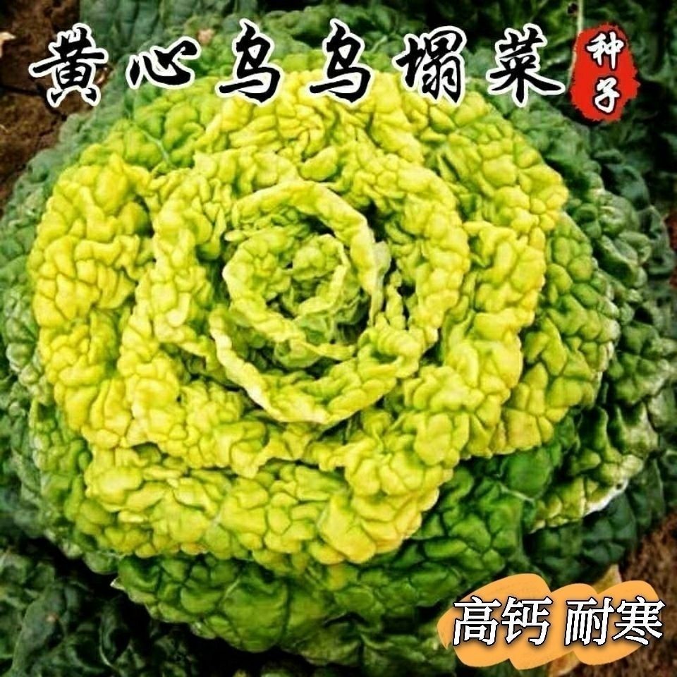 黄心乌塌菜种子耐寒黄心菜种籽菊花心菜籽种易种黄金乌蔬菜种子