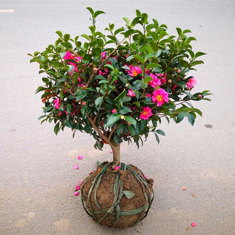 茶梅花盆栽树苗四季常青球财神阳台老桩带花苞庭院绿化苗耐寒花卉