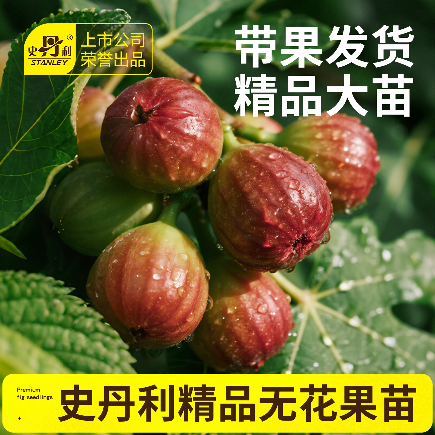 史丹利无花果树苗盆栽特大果波姬红带果无花果苗四季南北方可种