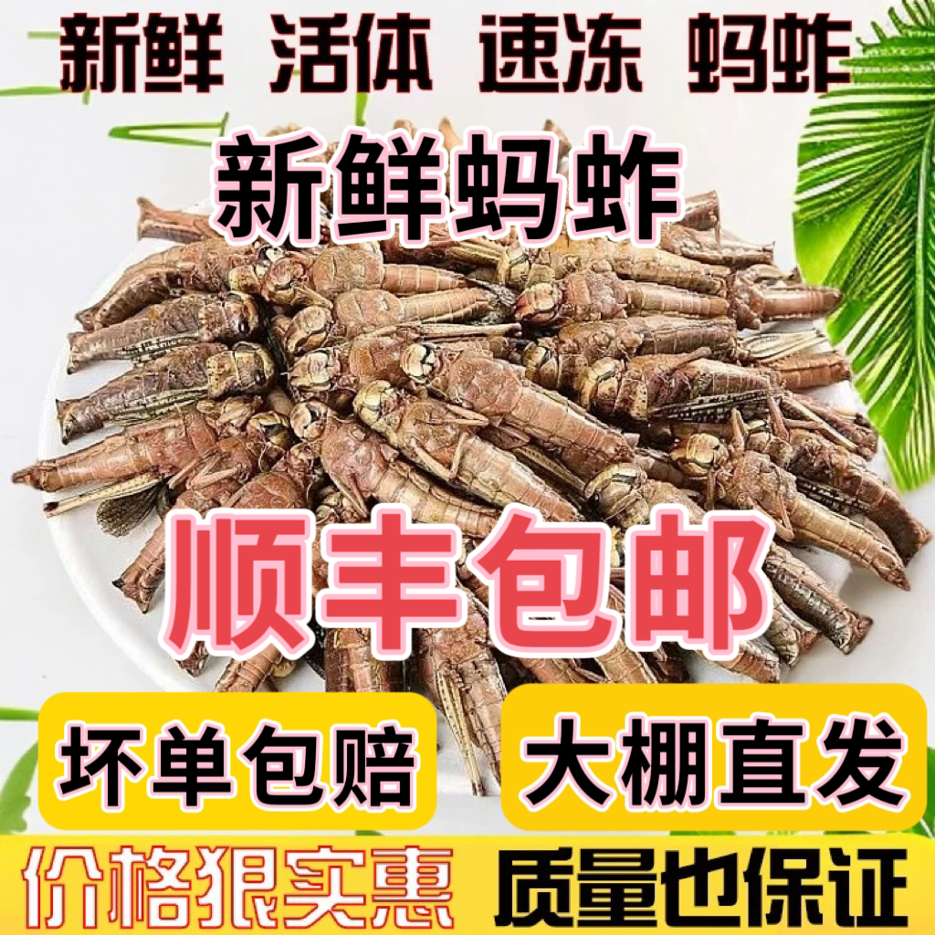 新鲜蚂蚱大号去翅纯母蝗虫食用昆虫蚱蜢速冻带籽混合去翅膀鲜活