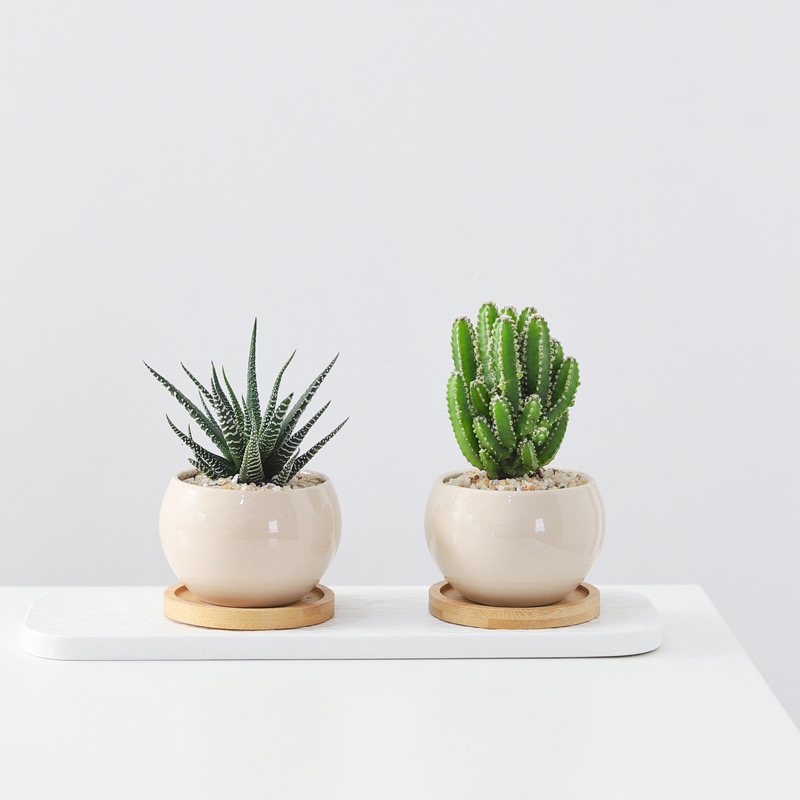 仙人掌多肉盆栽办公室工位植物客厅书房室内耐旱好养花卉桌面绿植