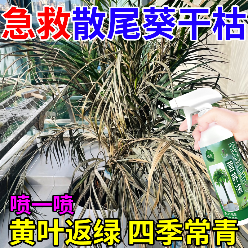 散尾葵专用肥料营养液叶子发黄促长新叶百合竹干尖掉叶绿叶盆载