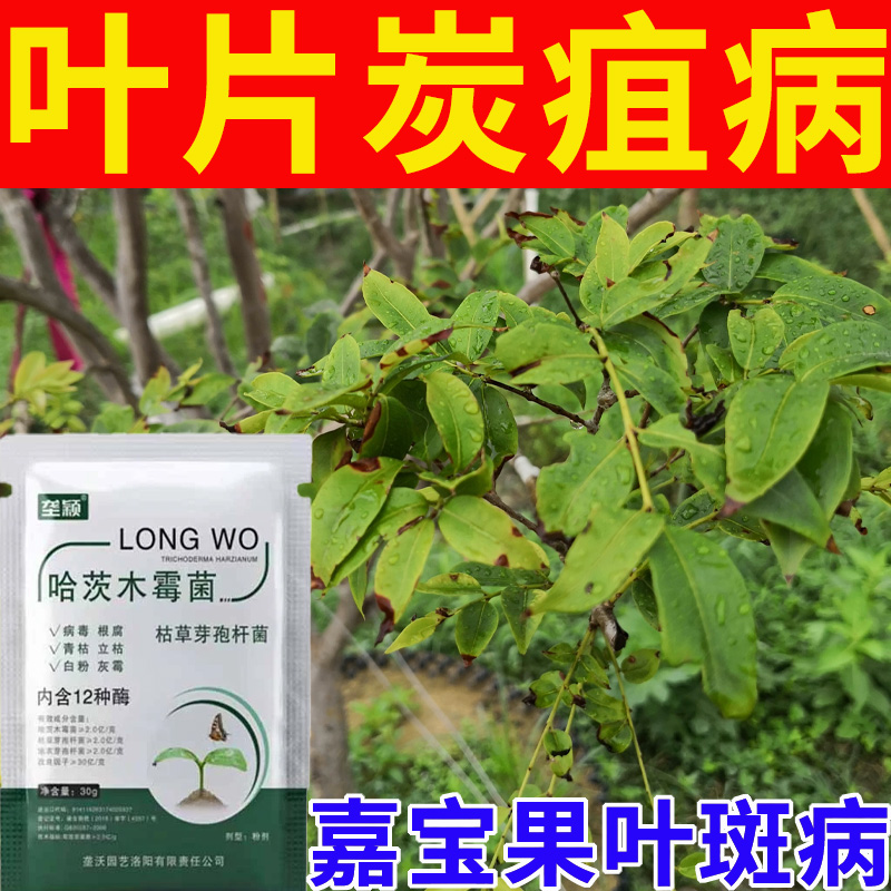 嘉宝果专用肥料炭疽病叶斑病黄叶病枯叶病叶尖枯焦卷叶微生物菌剂