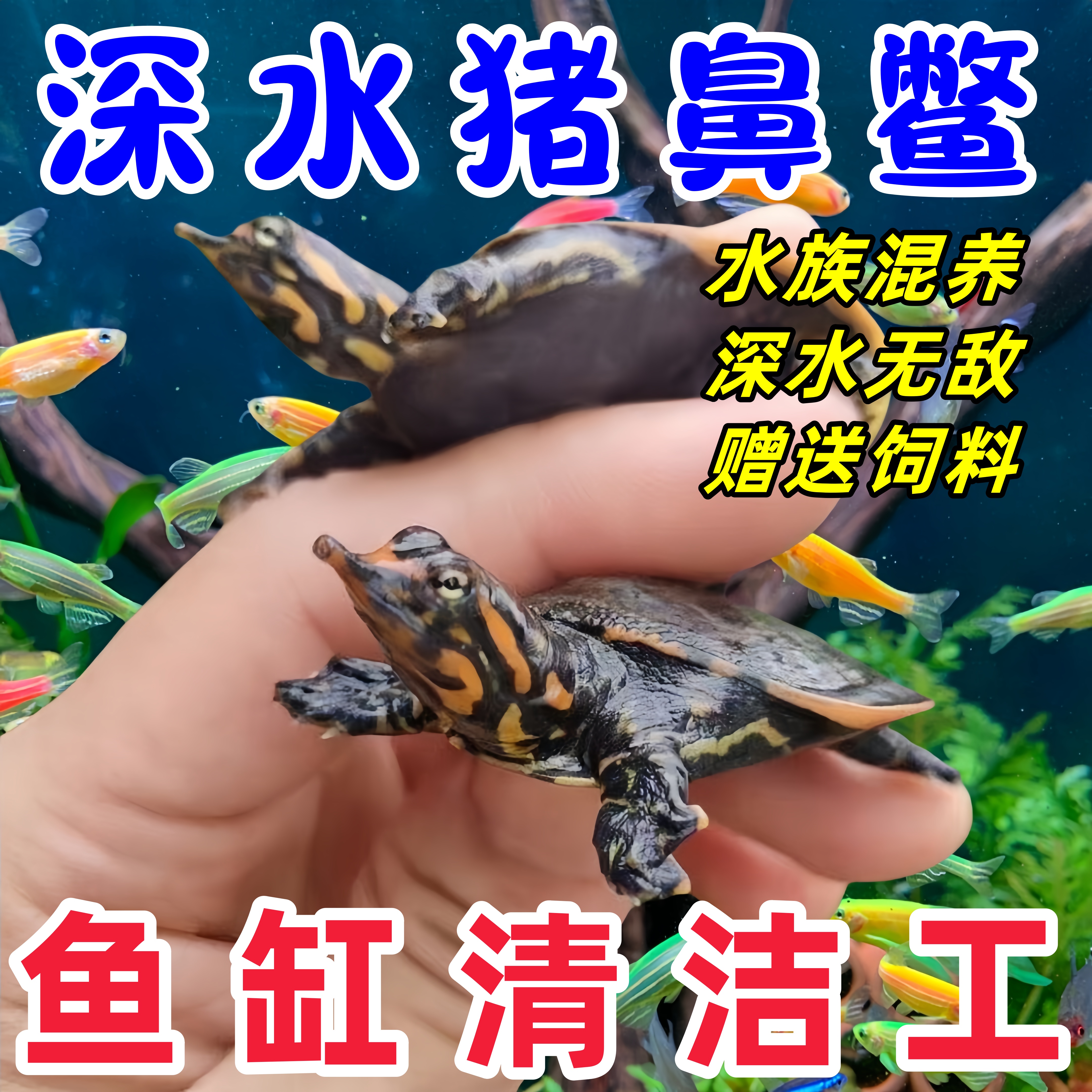 深水猪鼻鳖珍珠鳖鱼缸混养美国鳖甲鱼活体小乌龟活物混养观赏宠物