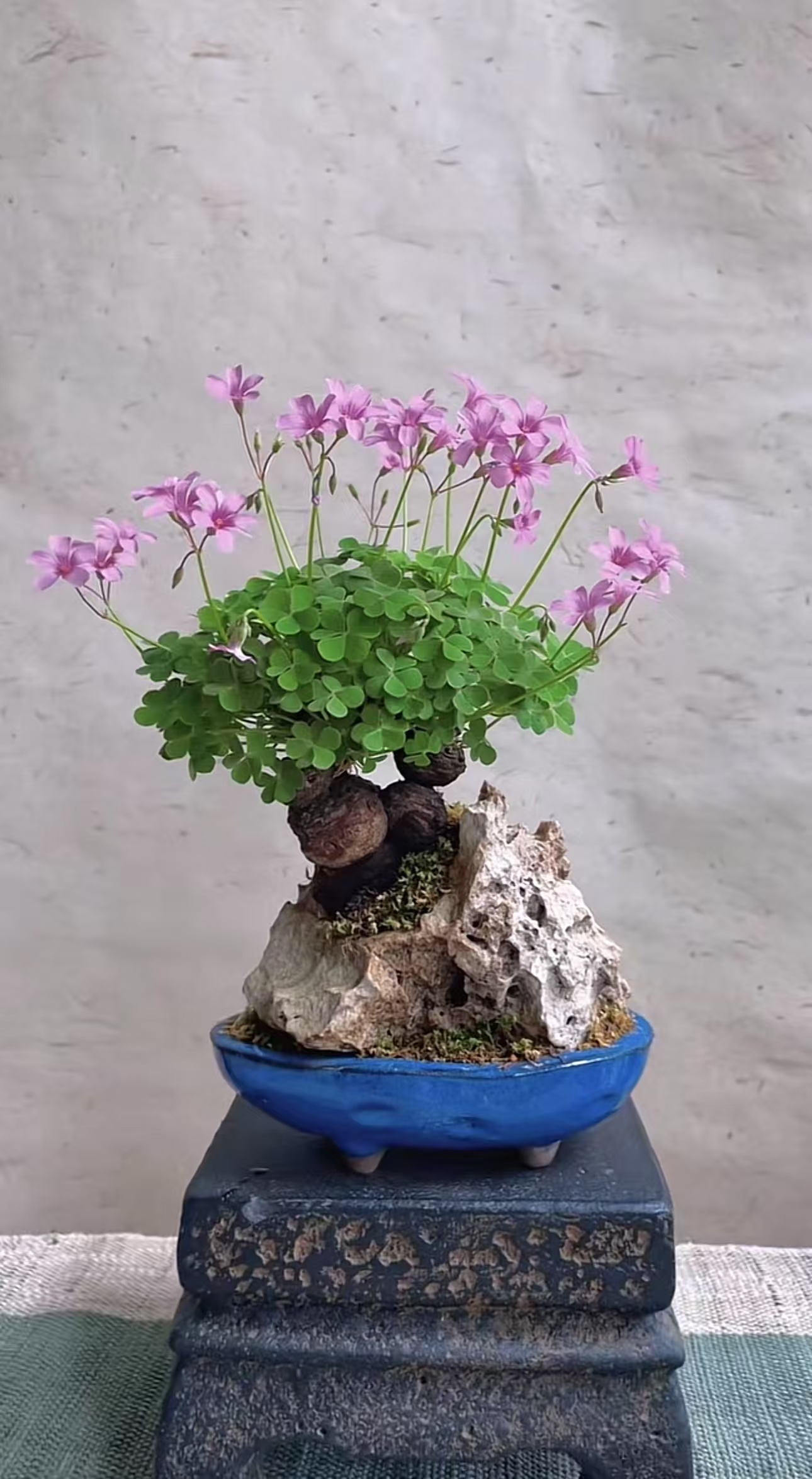 酢浆草/幸运草/三叶草（直播间选品）