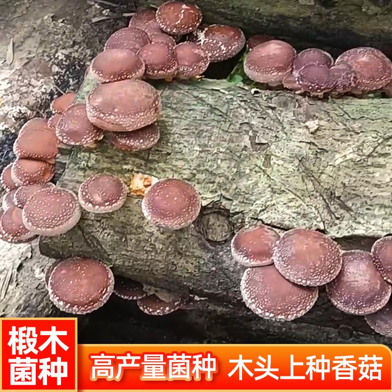 香菇椴木菌种平菇食用菌种批发黑木耳木头冬菇室内可食用栽培蘑菇