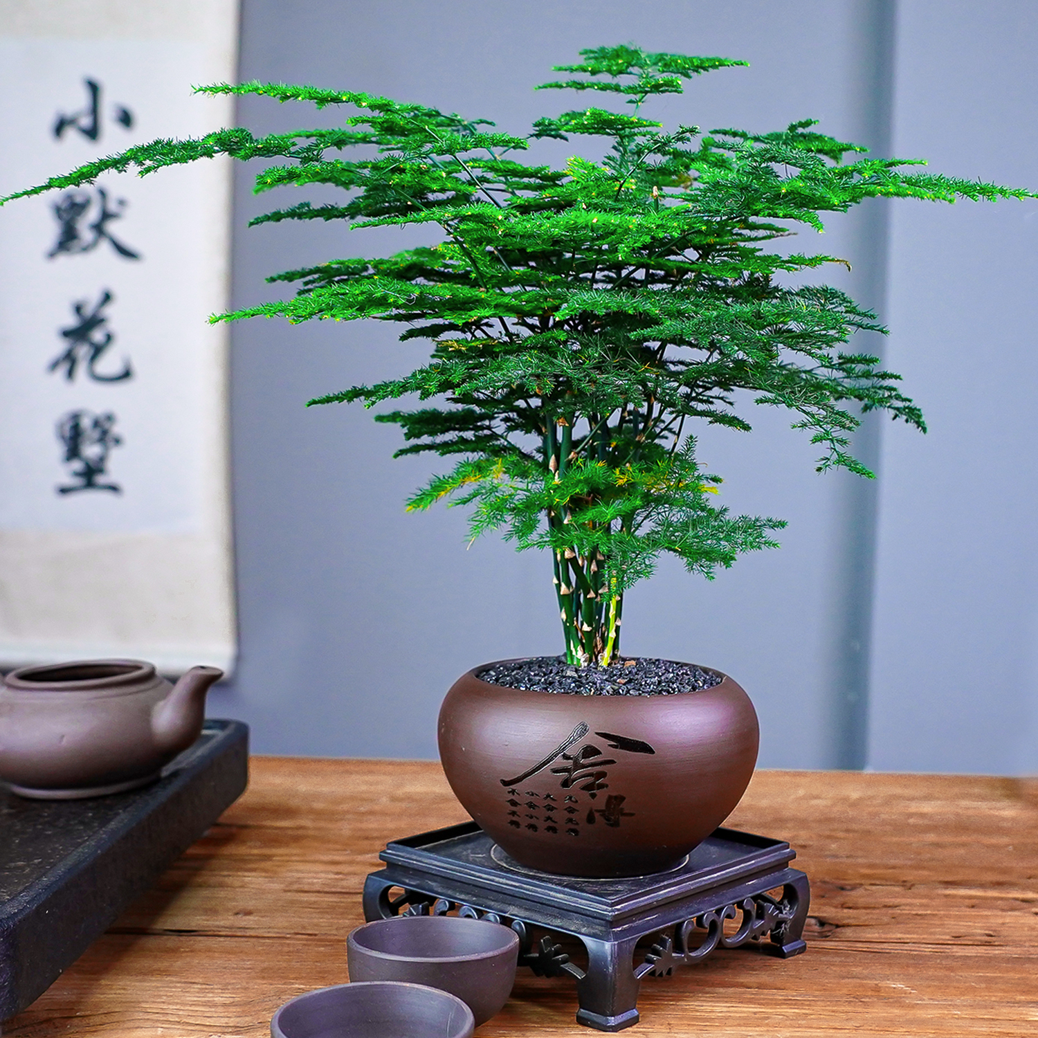 文竹绿植盆栽室内办公室花卉室内植物四季常青好养活盆景