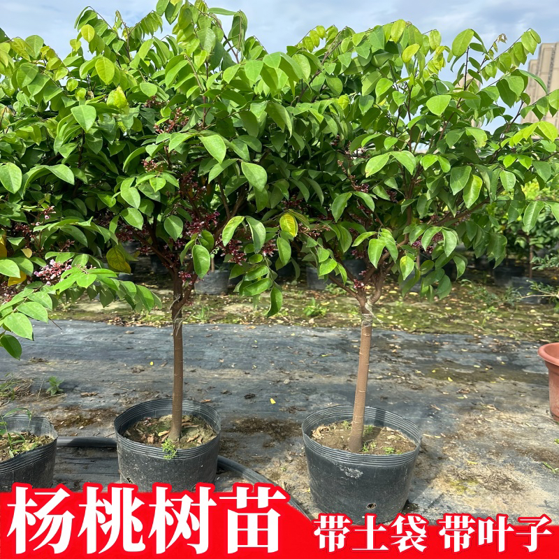杨桃树苗南北方庭院地栽嫁接杨桃树苗当年结果杨桃树苗盆栽带土
