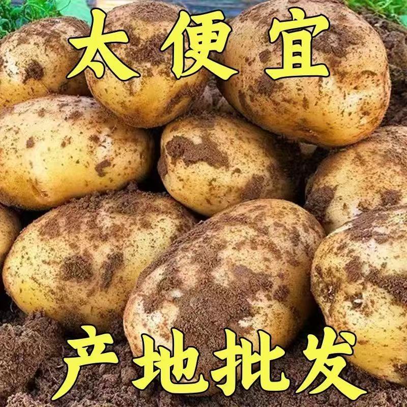 2025年新土豆黄皮黄心土豆马铃薯洋芋当季现挖蔬菜便宜批发5斤装