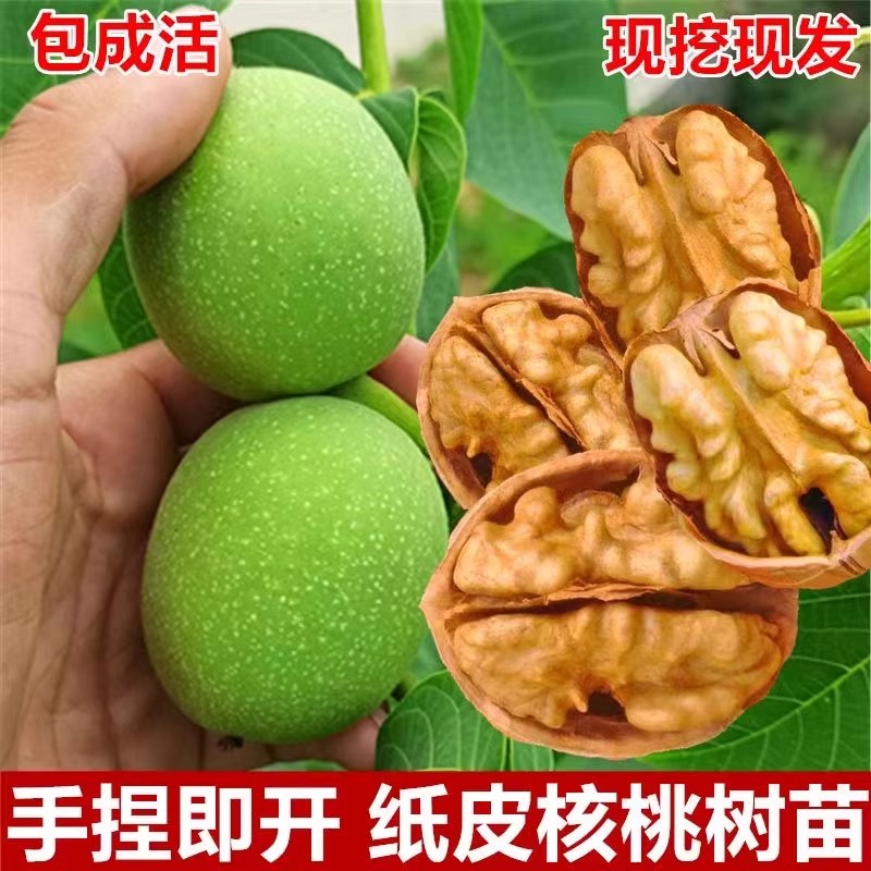 核桃苗8518嫁接苗特大薄皮核桃树苗南北方四季种植果树苗当年结果