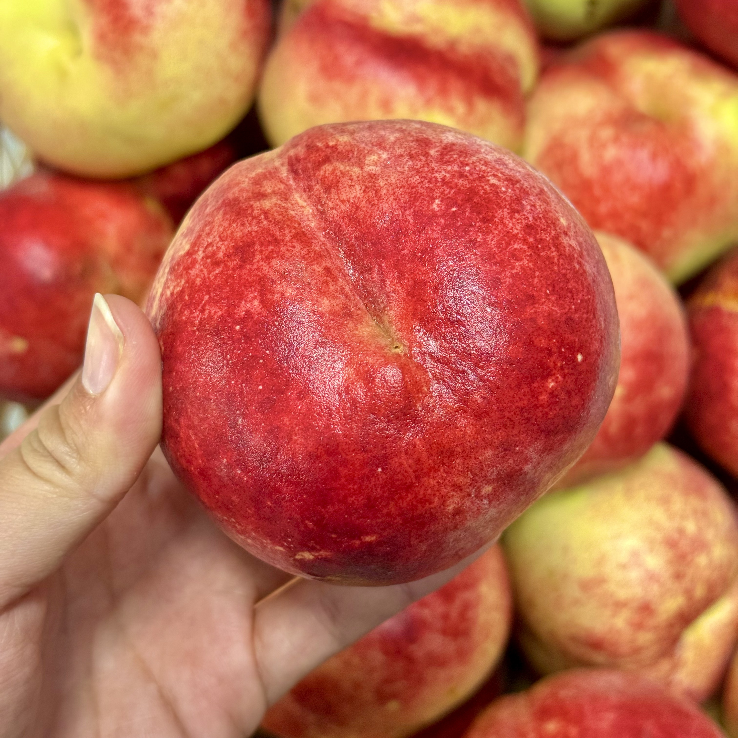 【脆甜多汁】云南大理冬桃 新鲜水果 现摘现发 桃香浓郁 净5斤